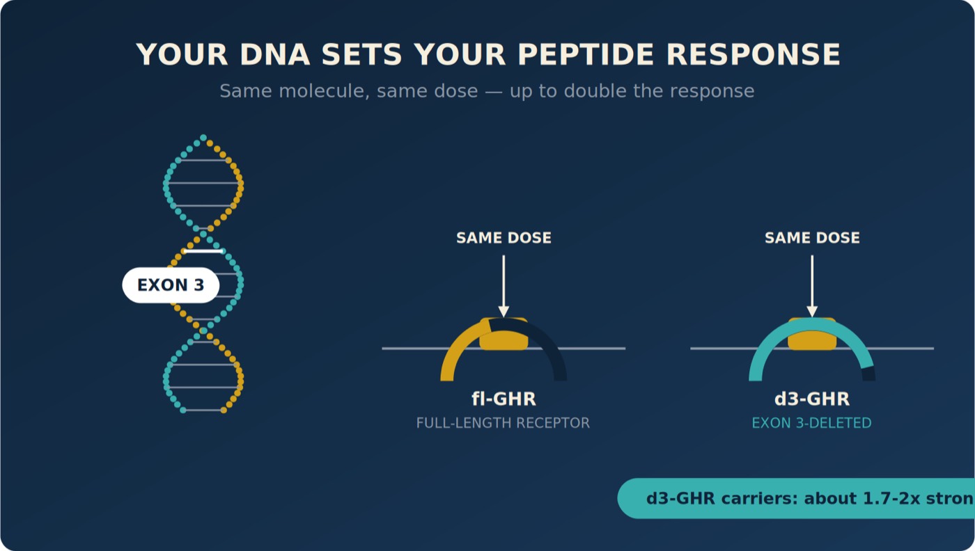 Your DNA Sets Your Peptide Response