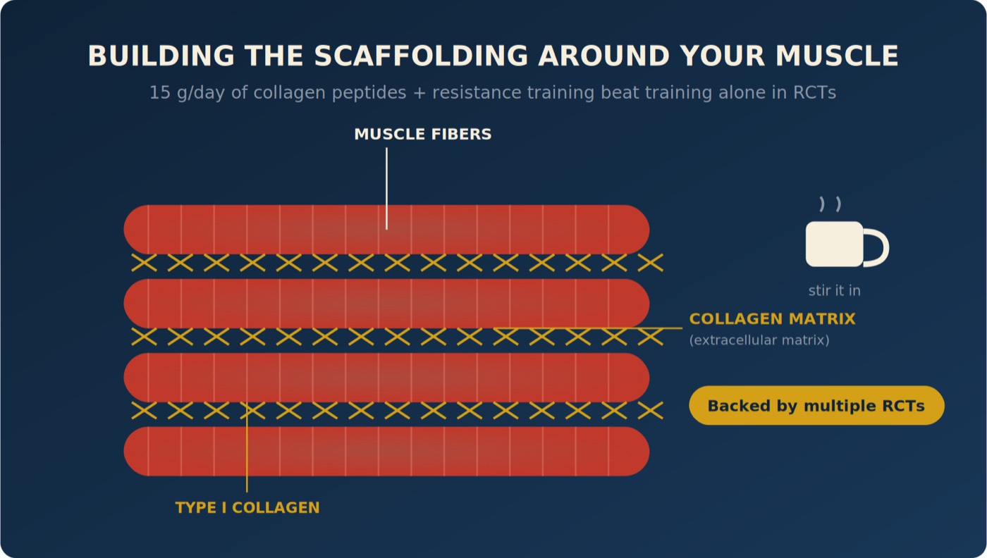 Building the Scaffolding Around Your Muscle