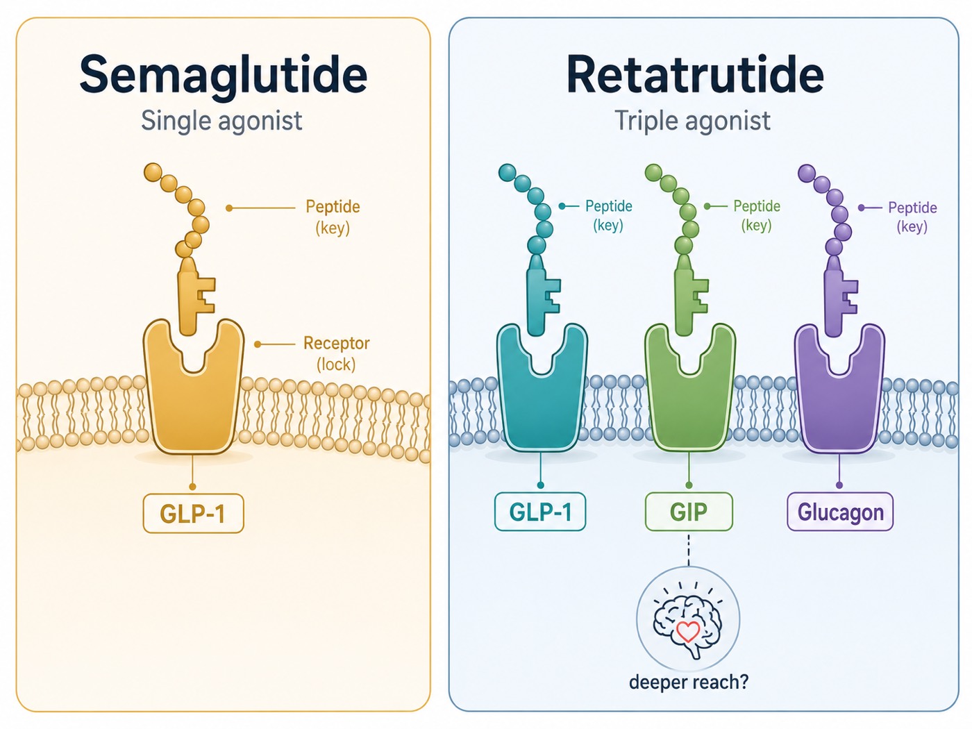 One Receptor, or Three