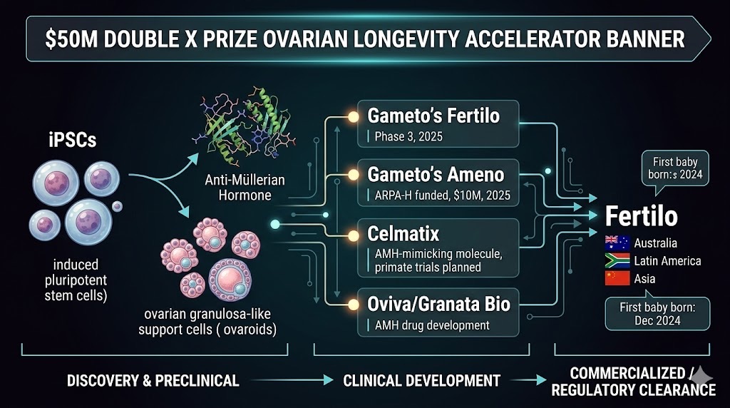 Ovarian-longevity biotechnology