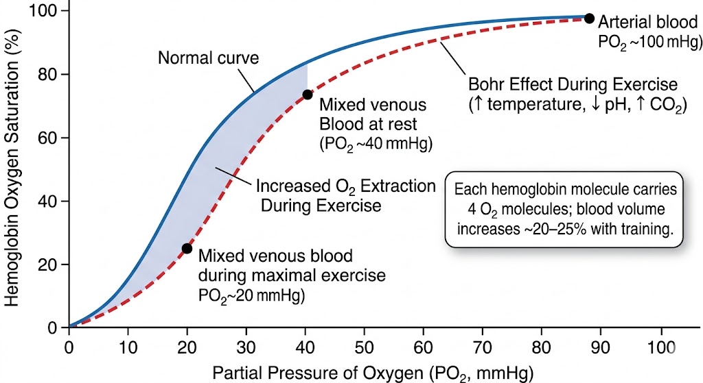 Oxygen-Hemoglobin Dissociation Curve