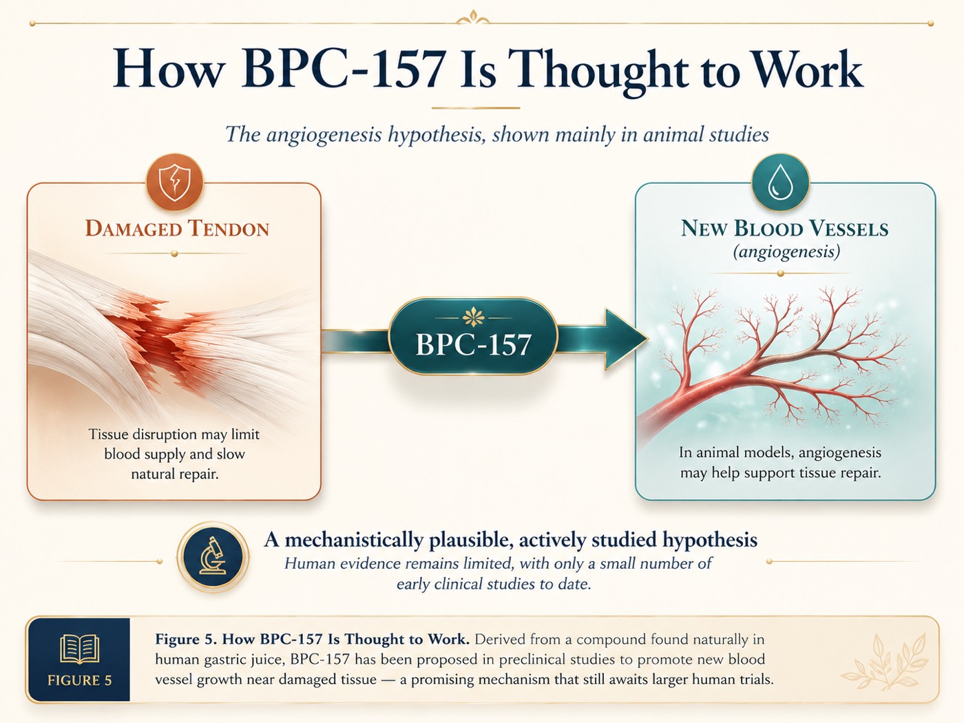How BPC-157 Is Thought to Work