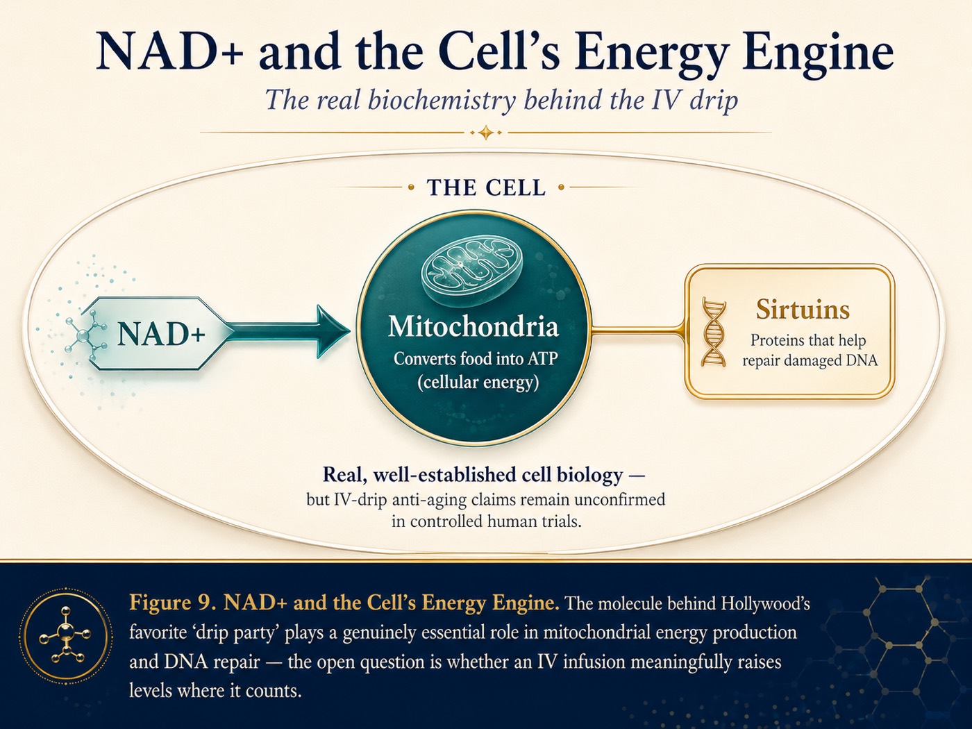 NAD+ and the Cell's Energy Engine