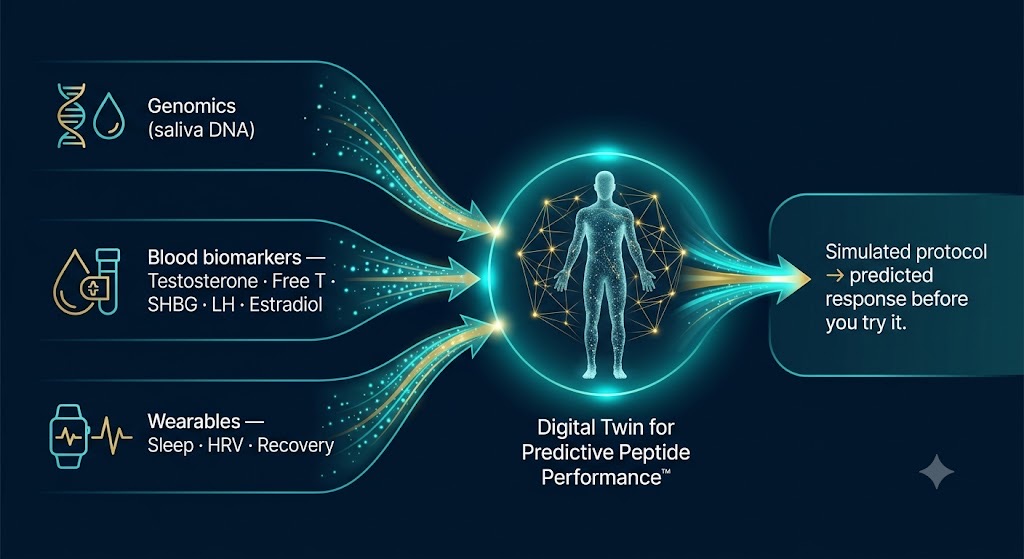 A digital twin models your endocrine system