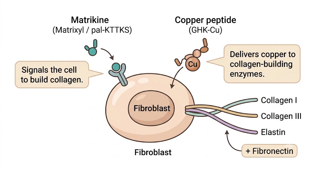 Peptides signal skin to change rather than forcing it: Matrixyl and GHK-Cu take two non-competing routes to more collagen