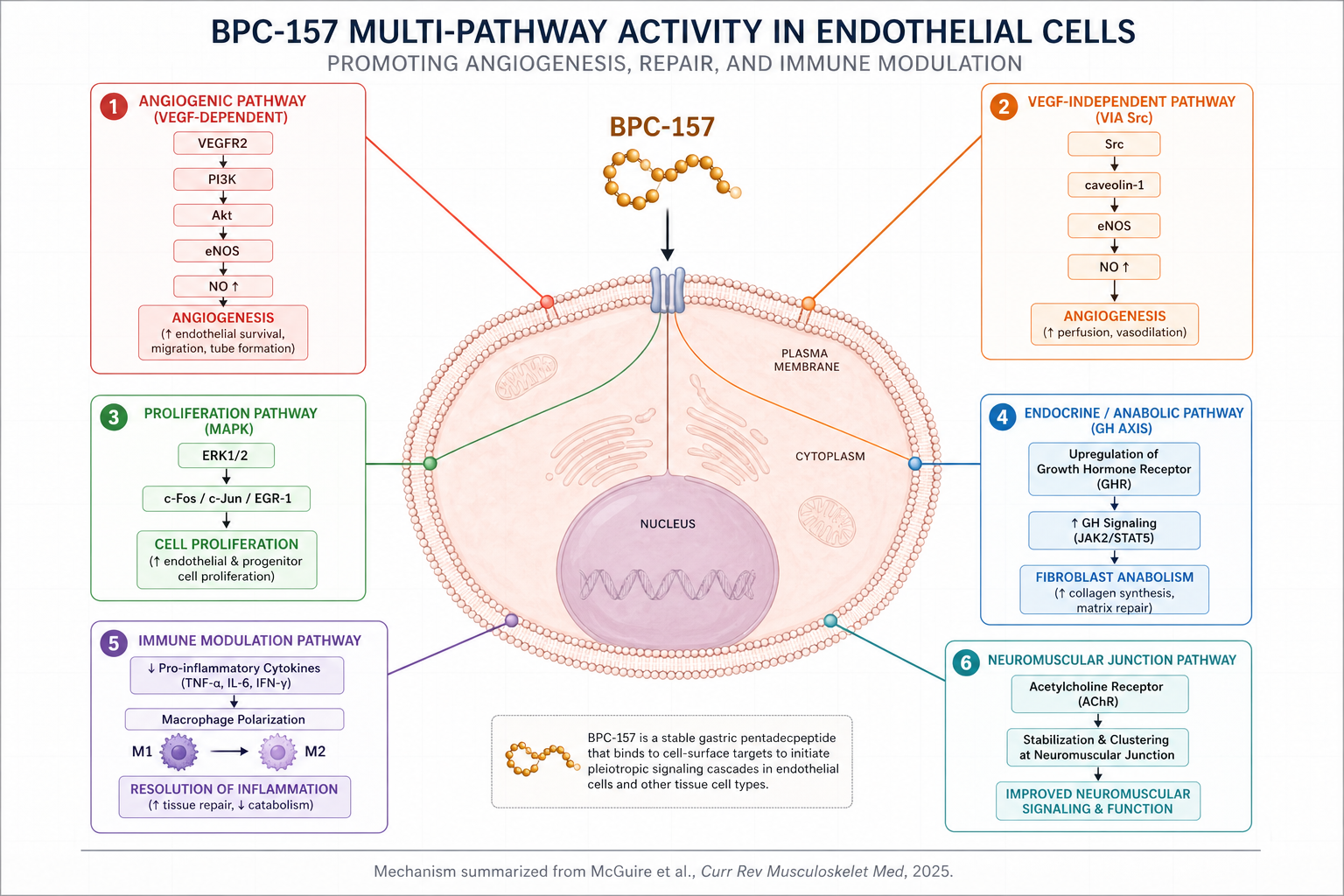 BPC-157 molecular mechanism pathway diagram showing VEGFR2 activation, PI3K-Akt-eNOS signaling, ERK1/2 phosphorylation, Src-caveolin-1 pathway, and growth hormone receptor upregulation in tendon fibroblasts