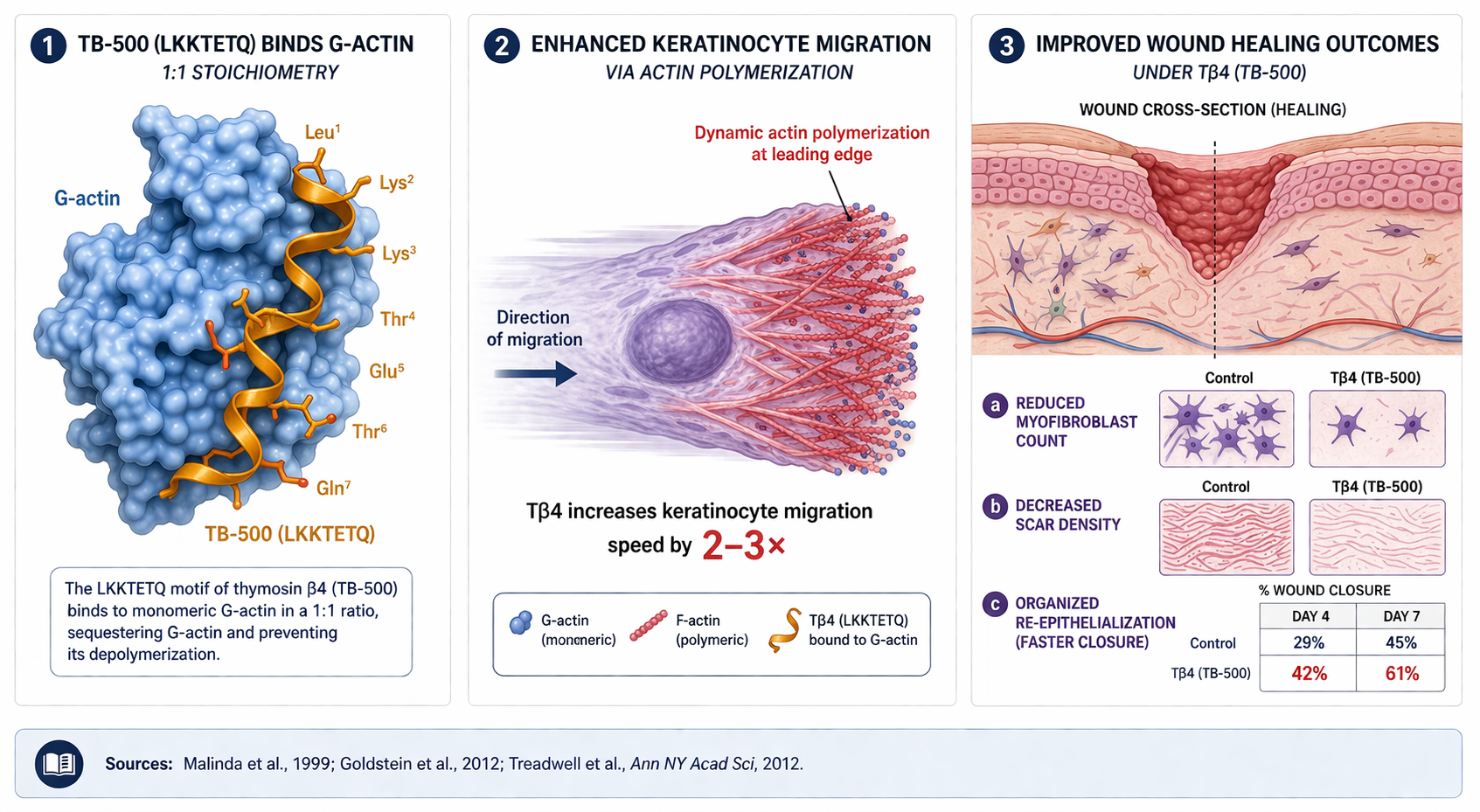Thymosin beta-4 (TB-500) molecular mechanism showing G-actin sequestration, actin polymerization regulation, keratinocyte migration, endothelial tube formation, and myofibroblast reduction in wound healing
